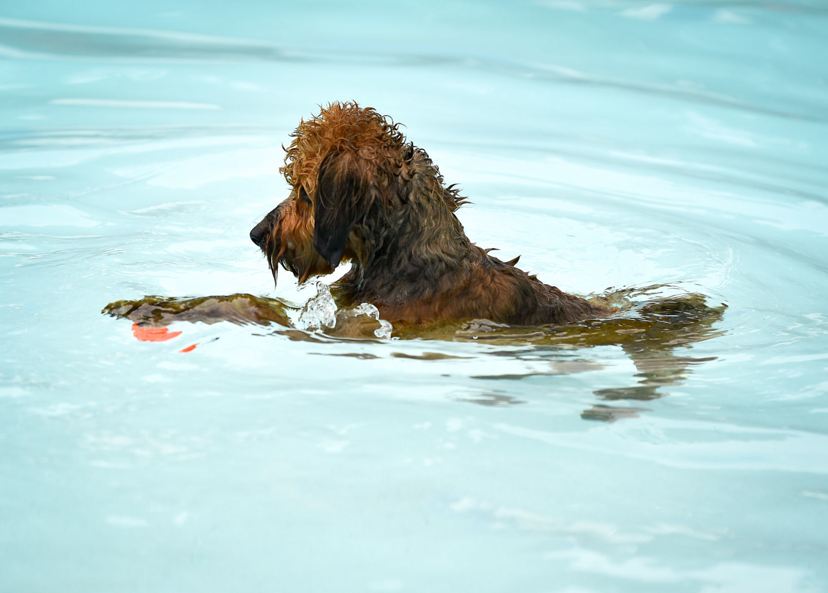 082919-bet-doggysplash-091a.JPG